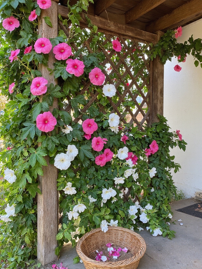 beauté grimpante tropicale fleurit