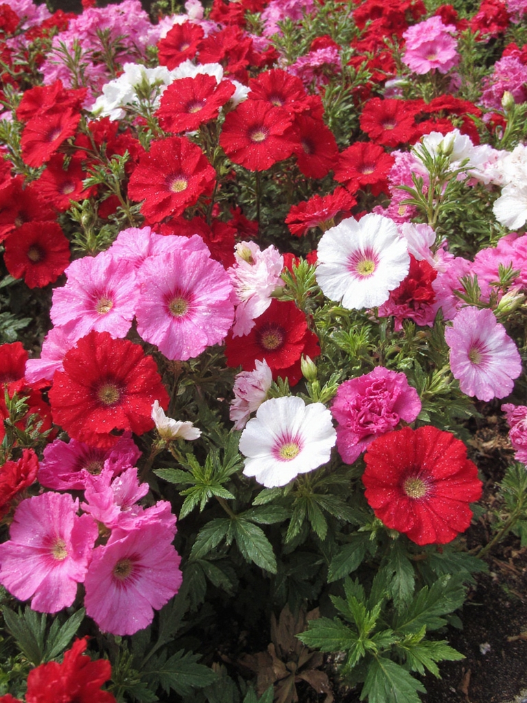 fleurs d'automne vibrantes à faible entretien