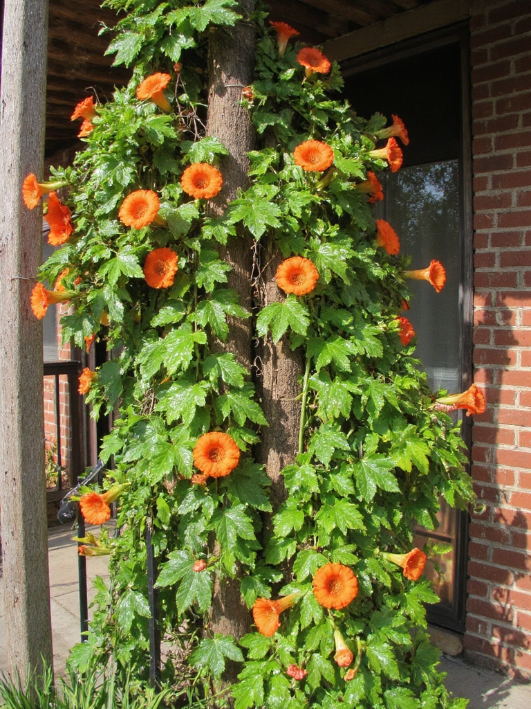 liane florissante orange vif jaune