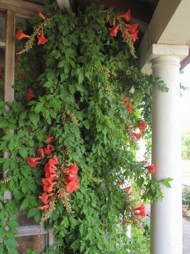 vigne de fleurs rouges vibrantes