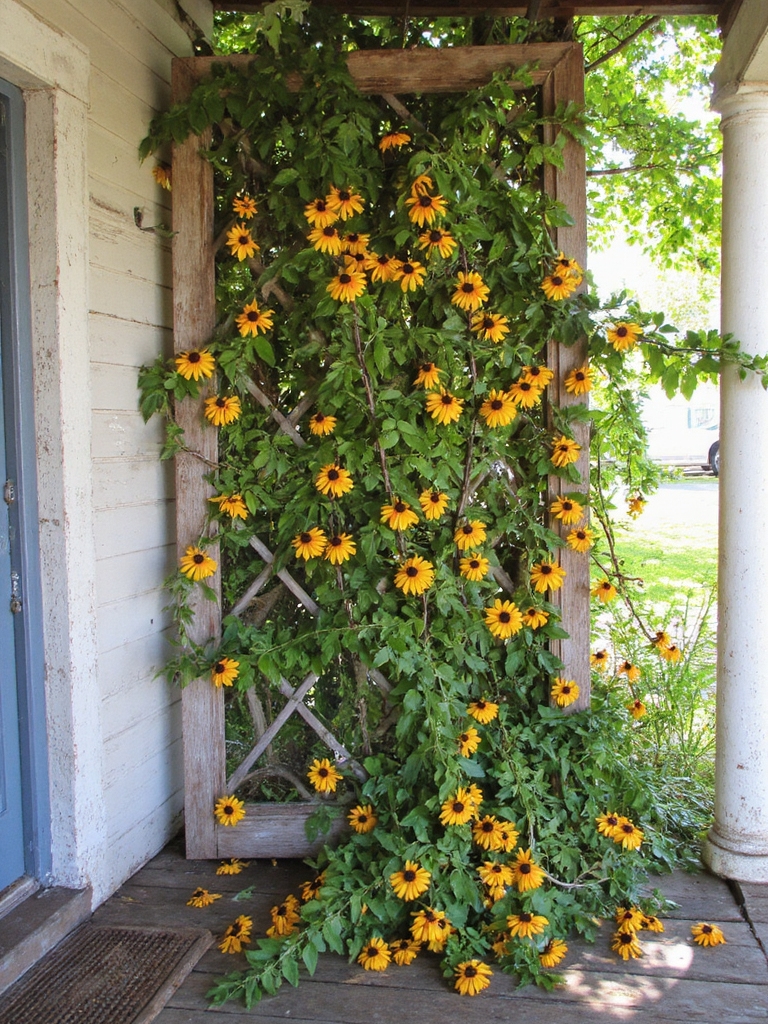vibrantes vignes grimpantes jaunes