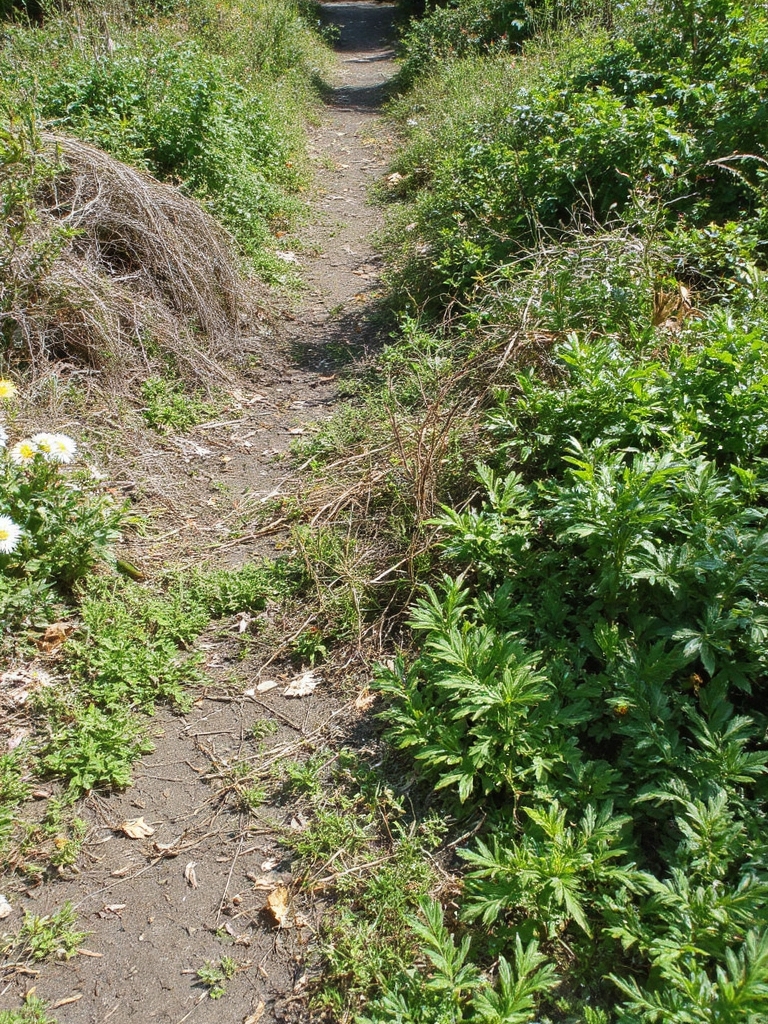 stratégies de gestion des mauvaises herbes requises