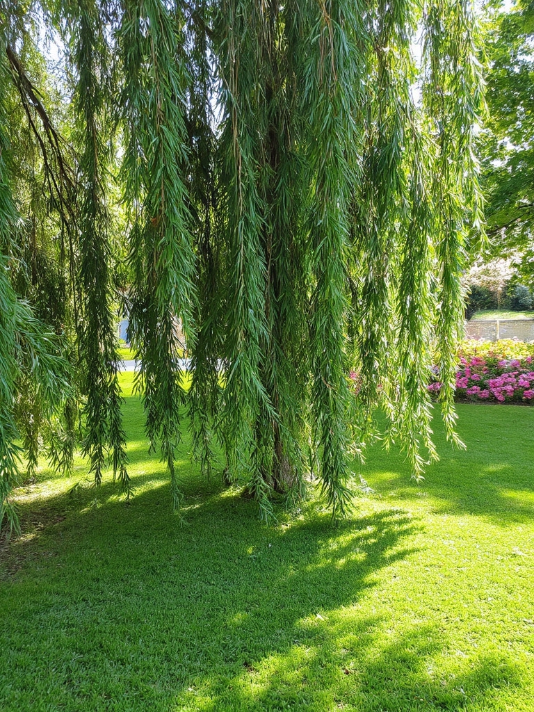 Détails de la croissance des saules
