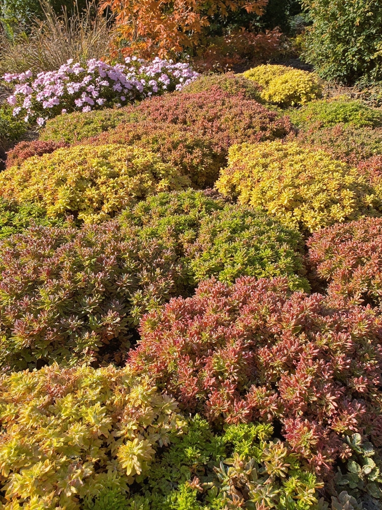 couleur et texture d'automne