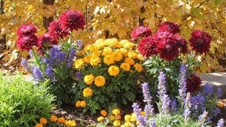 guide de plantation de fleurs d'automne