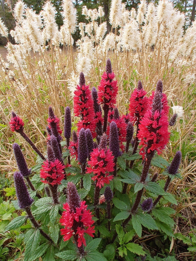 fleurs colorées parfumées résistantes et amies des pollinisateurs