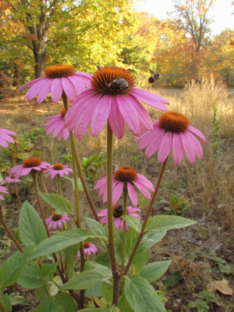 jardin coloré compagnon s'épanouit