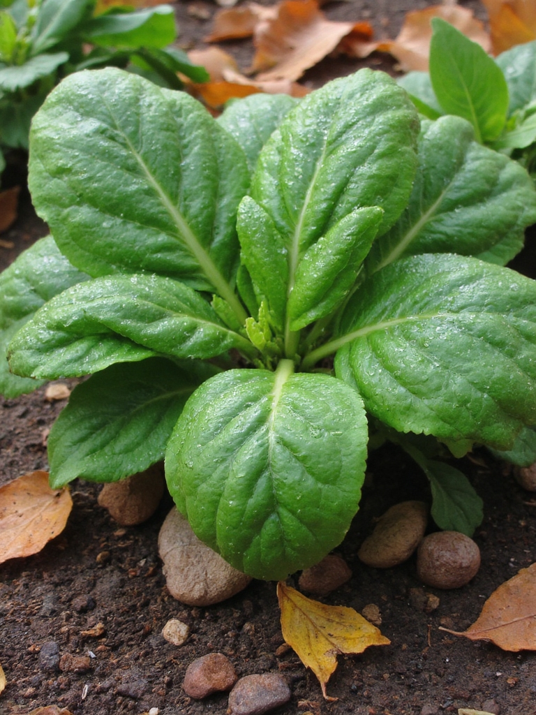 épinard facile à cultiver