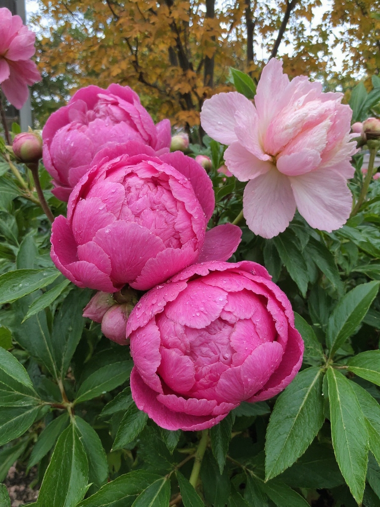 laisser des pivoines pour l'hiver