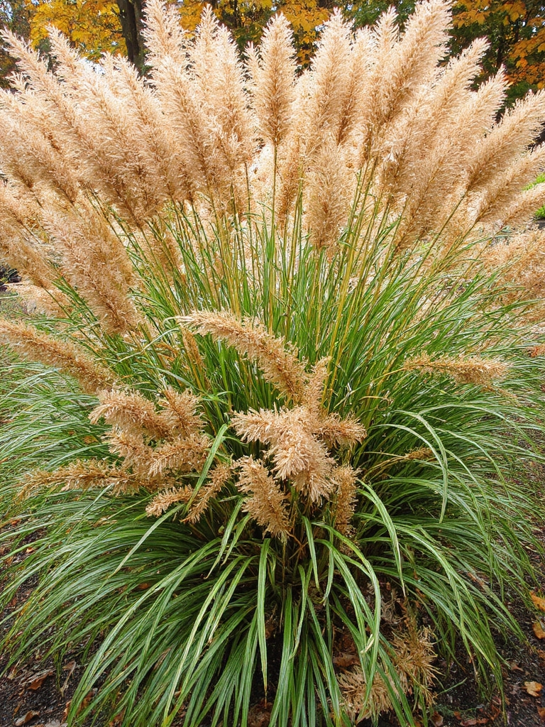 Les graminées ornementales améliorent les jardins