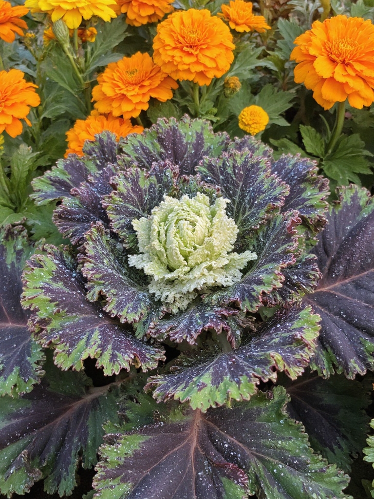 kale ornemental d'automne vibrant