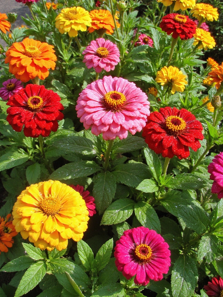 choix entre annuelles ou vivaces