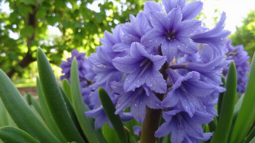 les jacinthes peuvent-elles refleurir