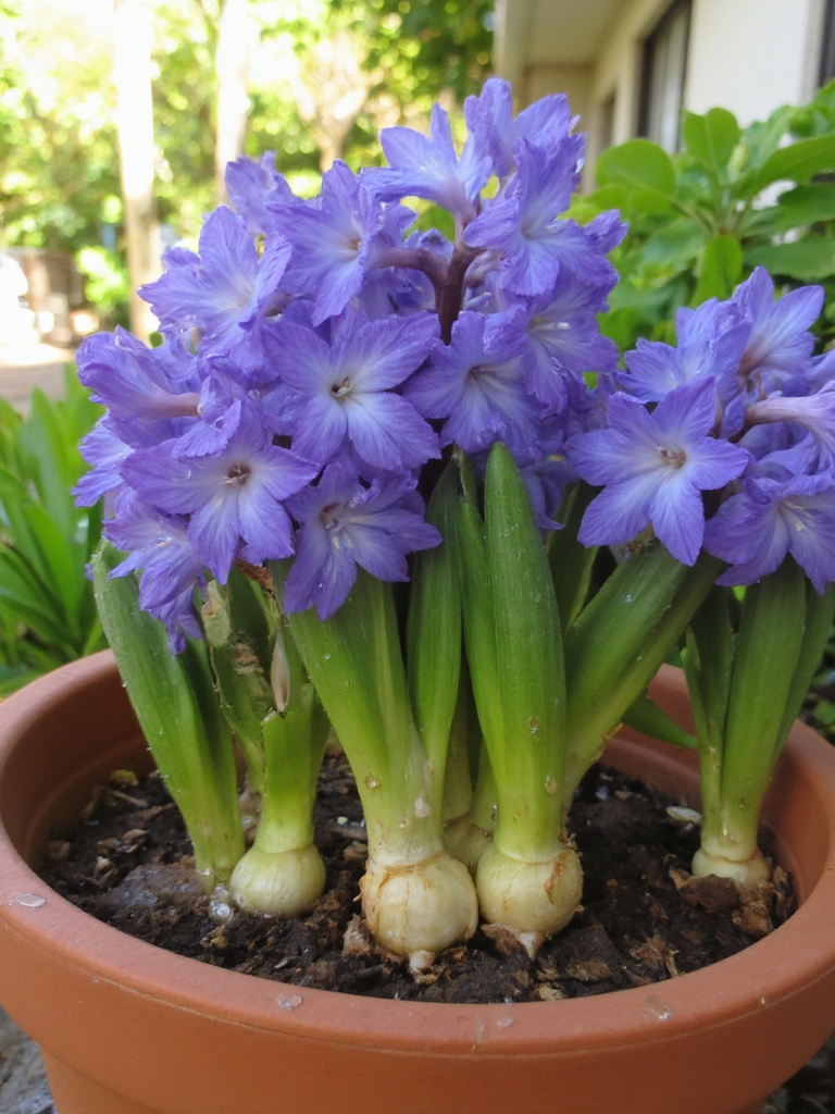 Prendre soin des jacinthes après la floraison