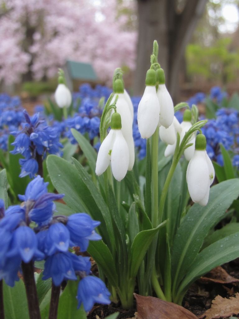 fleurs à bulbes printanières charmantes