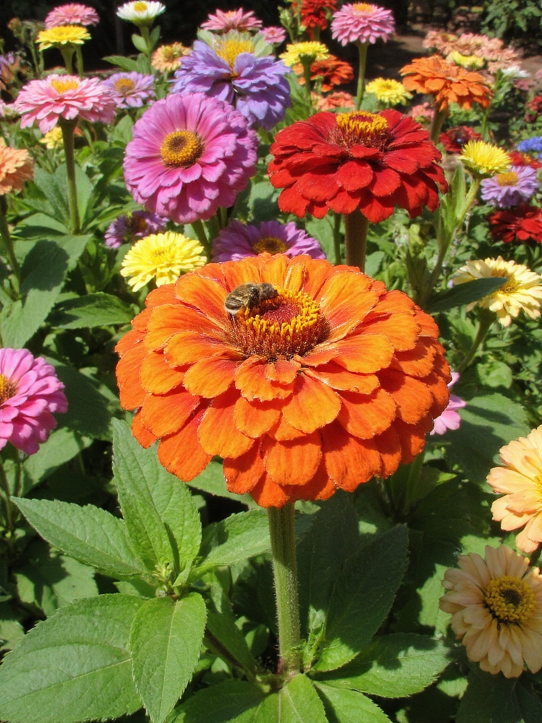 jardin de fleurs coupées colorées