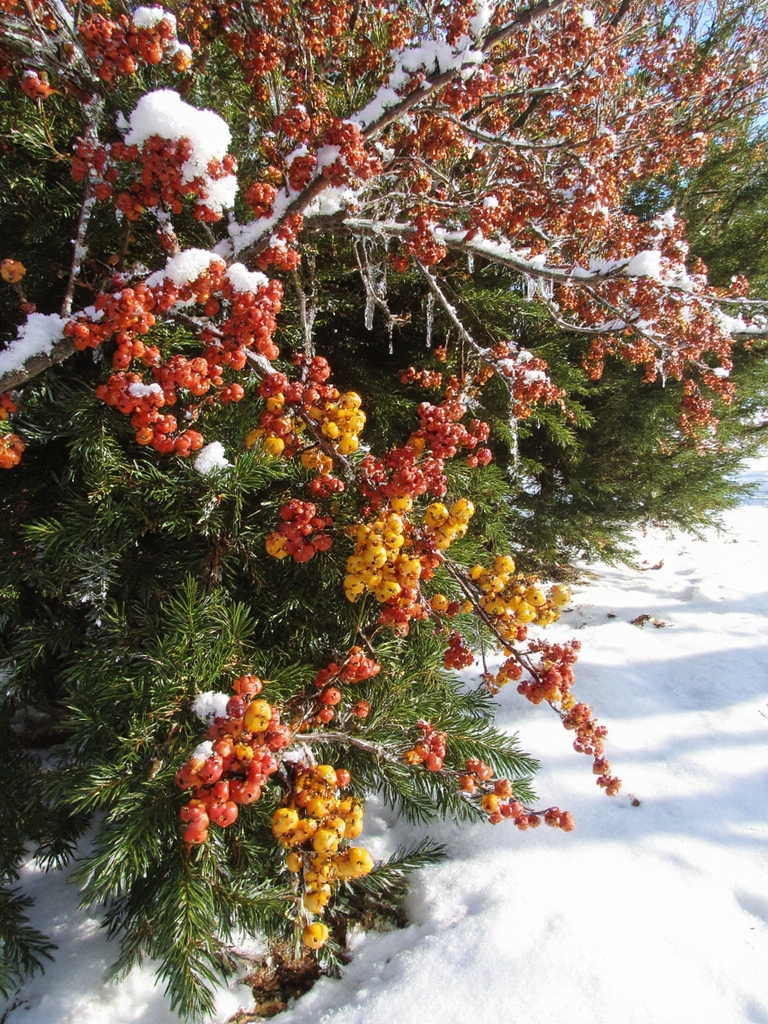 ajouts de baies d'hiver colorées