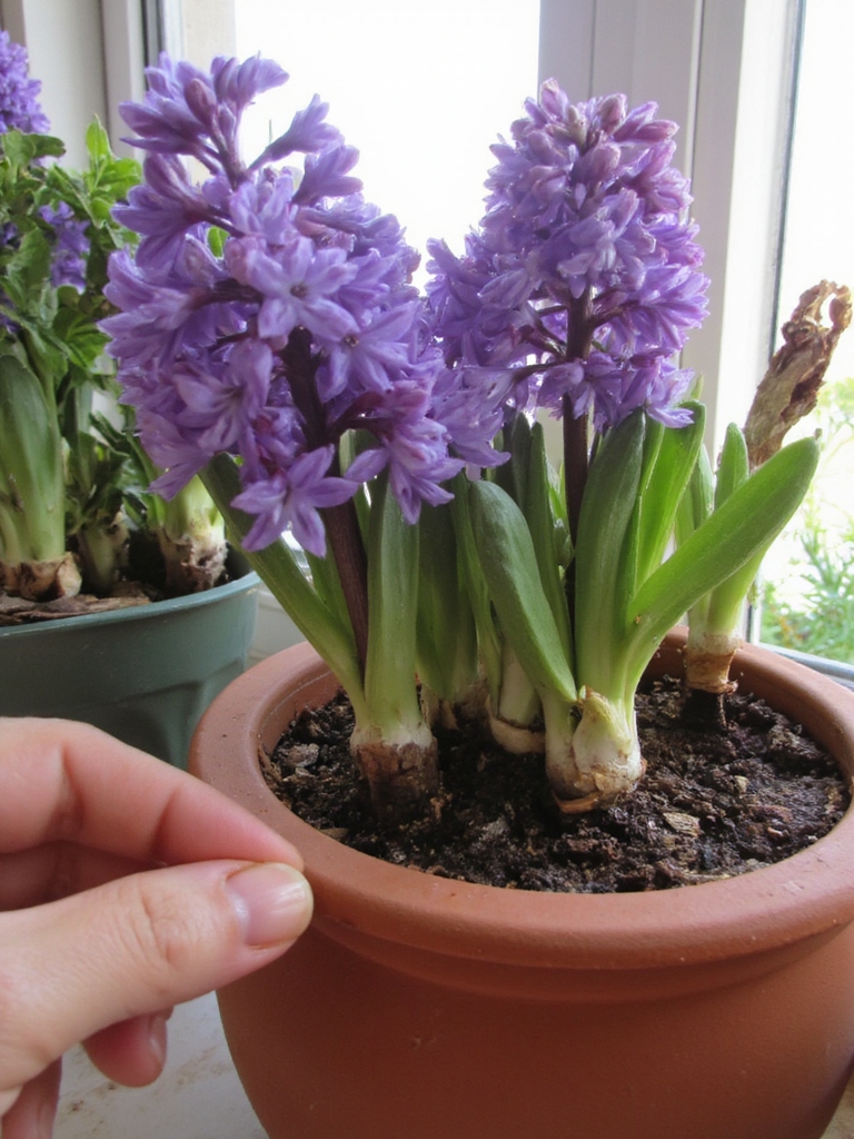 problèmes courants de jacinthes solutions