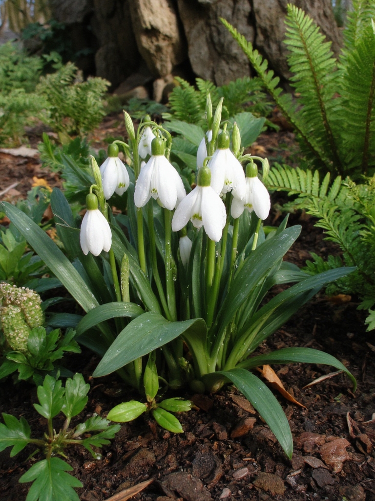 plantes compagnes pour les perce-neige