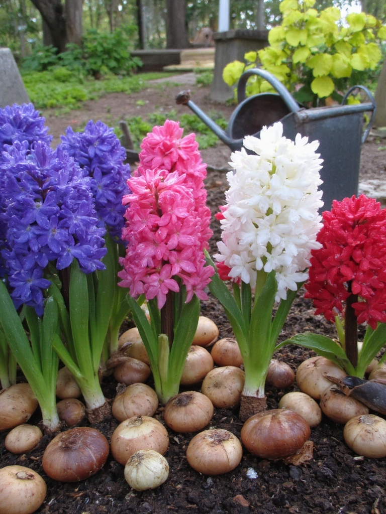 diverses variétés de jacinthes