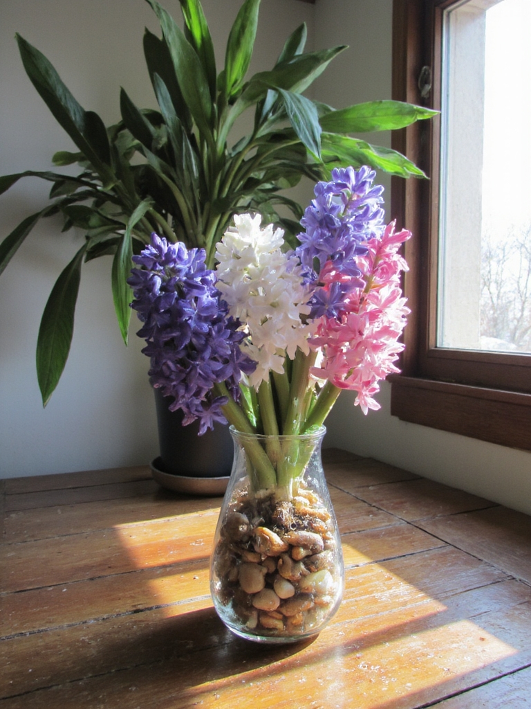 encourager la croissance des fleurs de bulbe