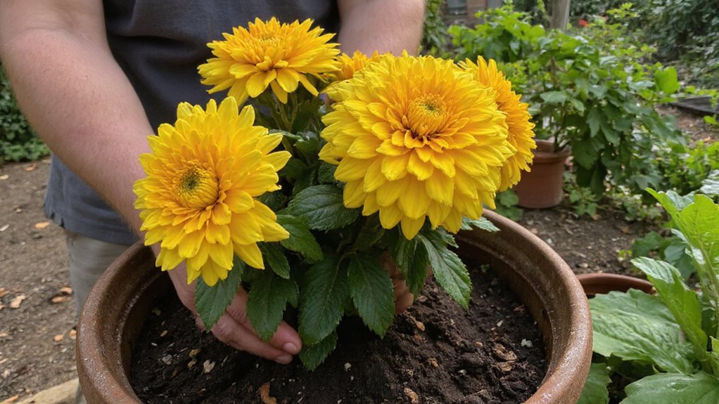 Faire pousser des chrysanthèmes avec succès
