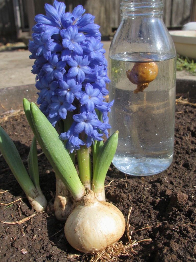 Méthodes de propagation des hyacinthes expliquées