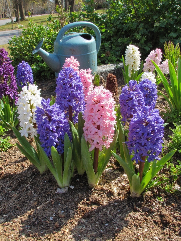 temps de plantation idéal automne