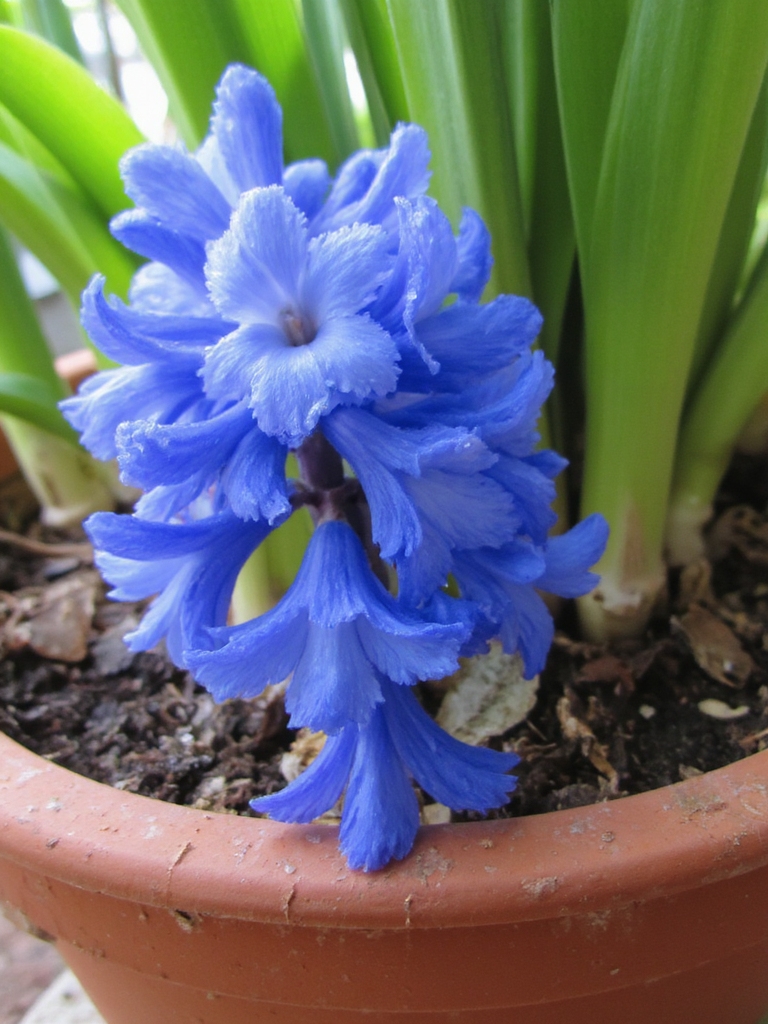 conseils de soins pour les hyacinthes d'intérieur