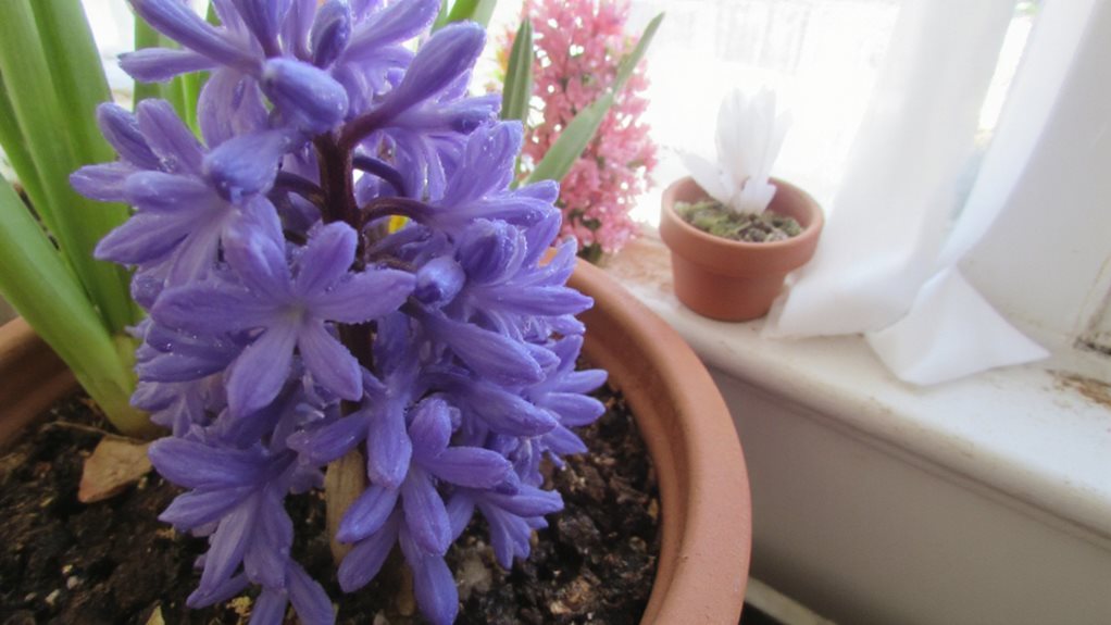 conseils pour faire pousser des hyacinthes en intérieur