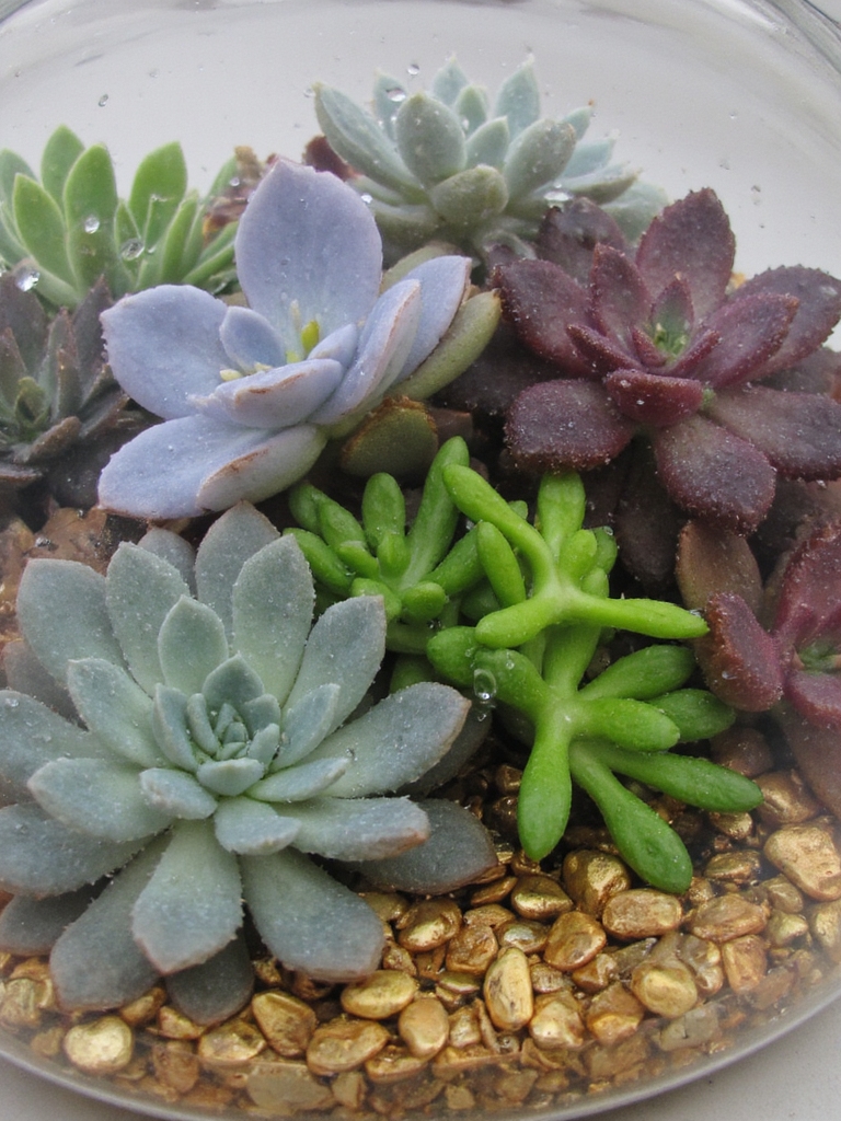 Conception de terrarium succulent en couches