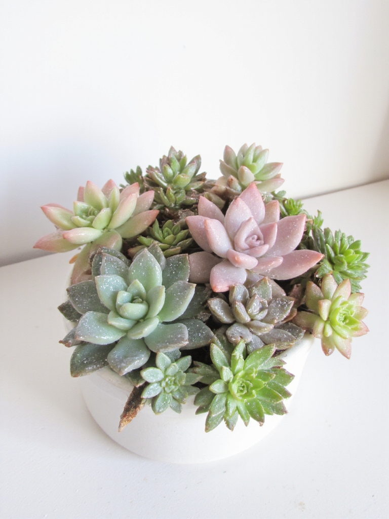 affichage minimaliste de succulentes calme