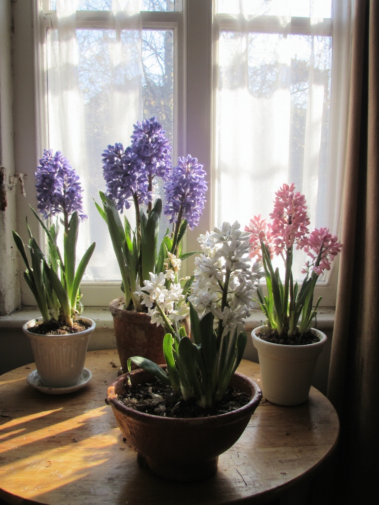 lumière optimale pour les hyacinthes