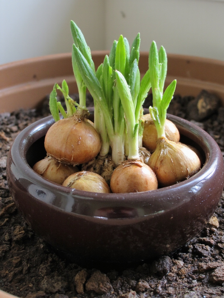 Plantez des bulbes avec soin