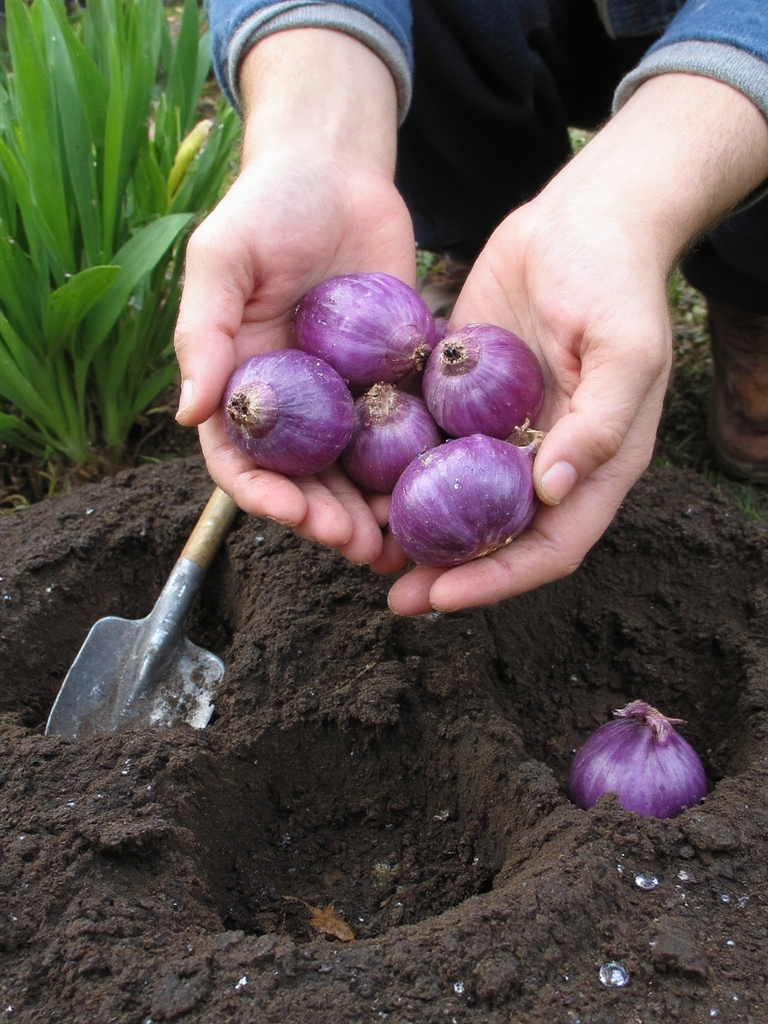 planter correctement des bulbes d'iris