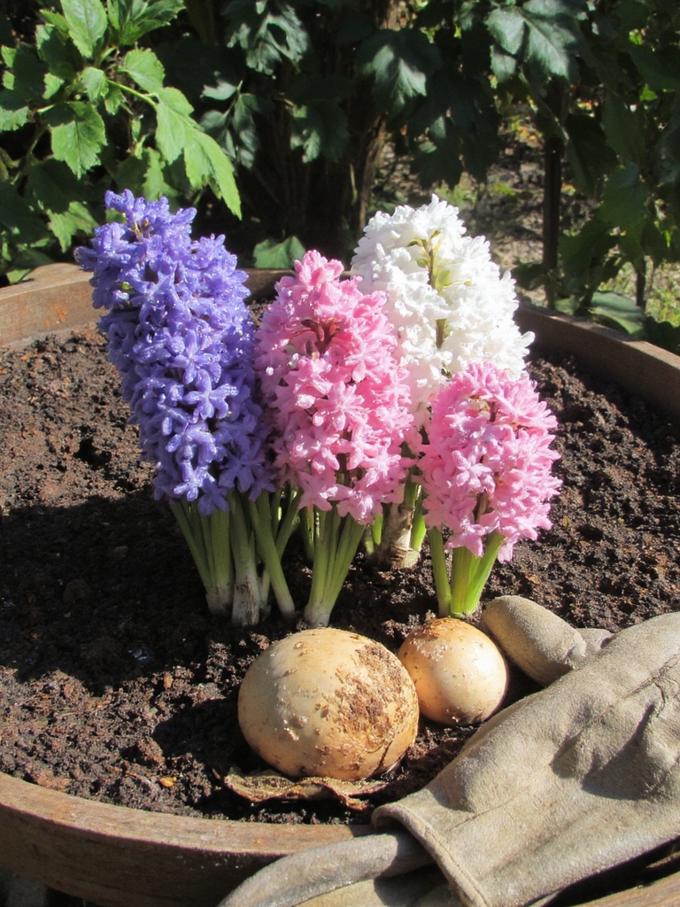 sélectionnez des options de bulbes sains