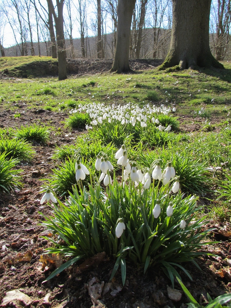 naturalisation de la perce-neige dans les jardins