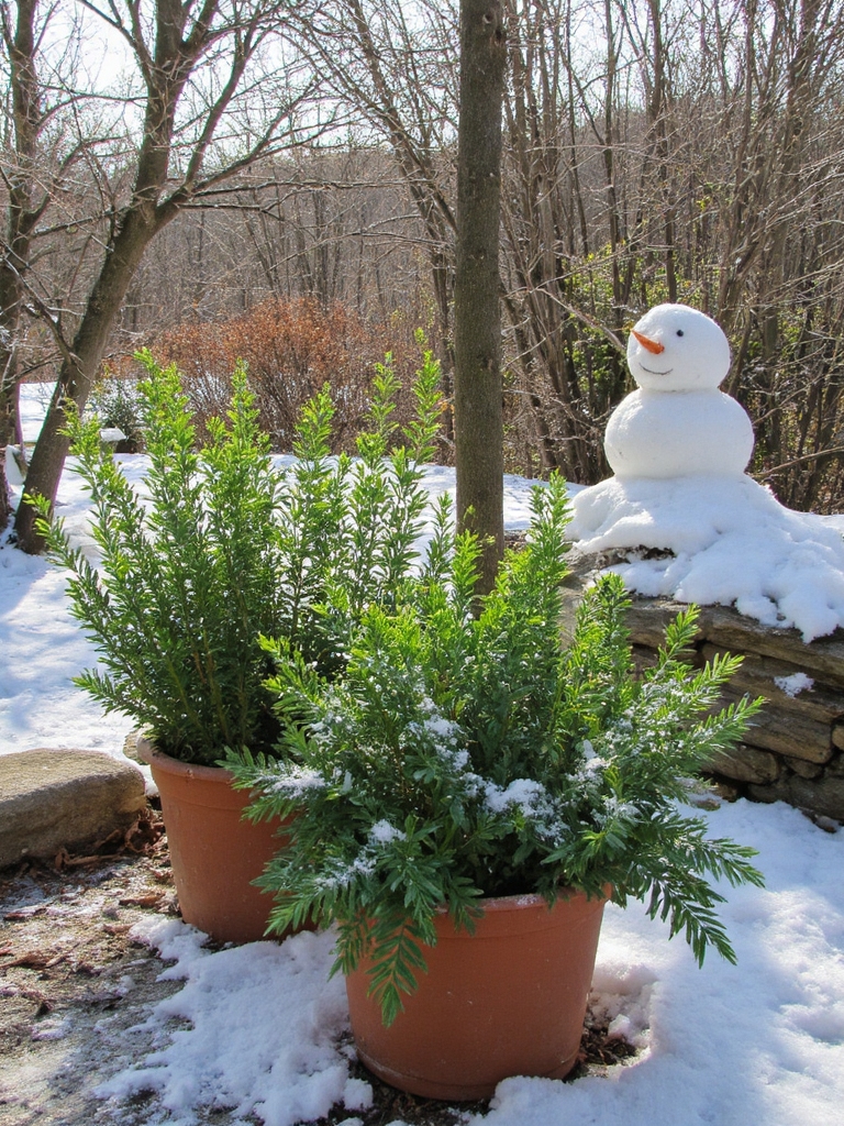 jardin d'herbes enneigé délice