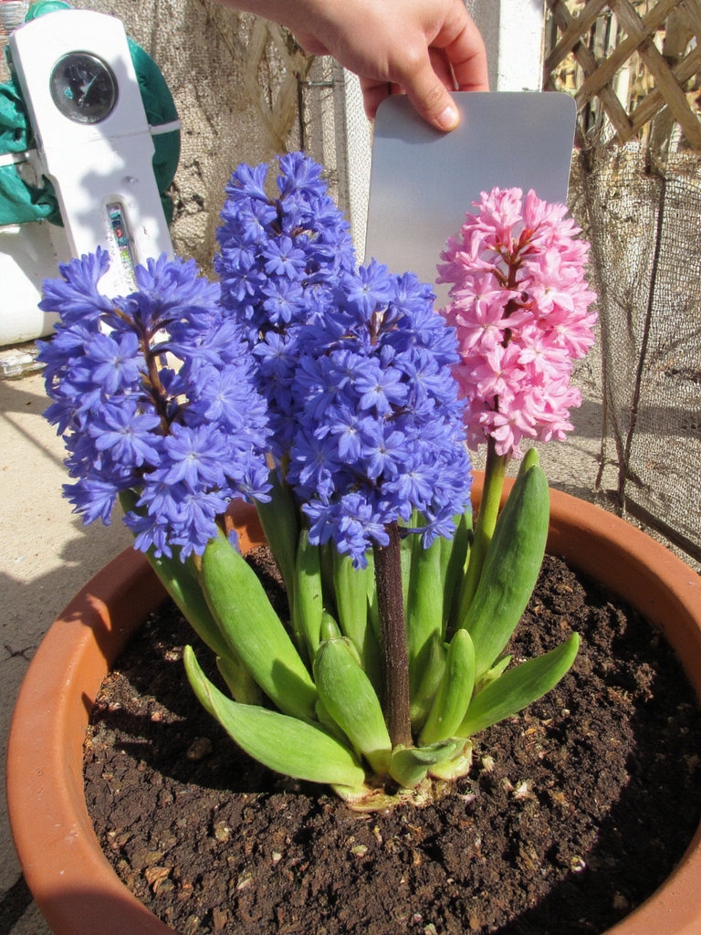 lumière du soleil température humidité soin