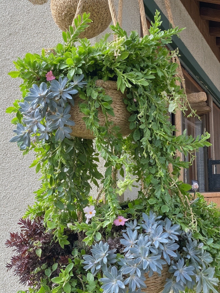 succulentes suspendues pour le charme