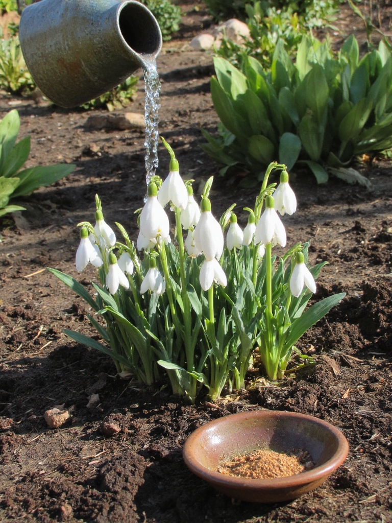 Arroser et fertiliser les perce-neige