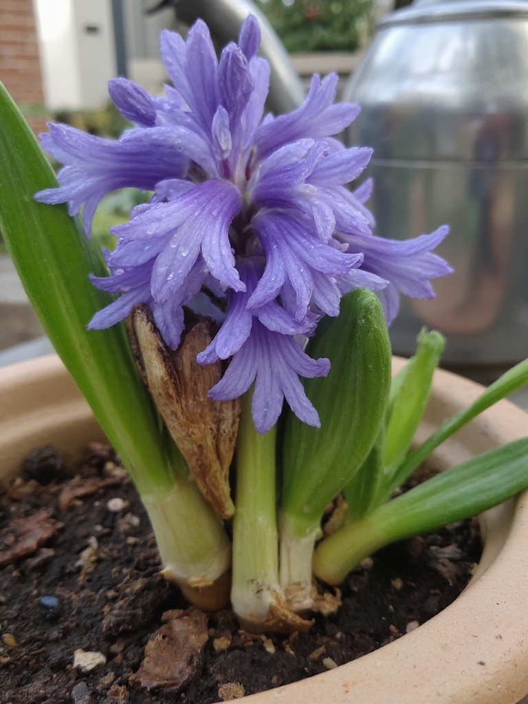 arroser soigneusement après la floraison