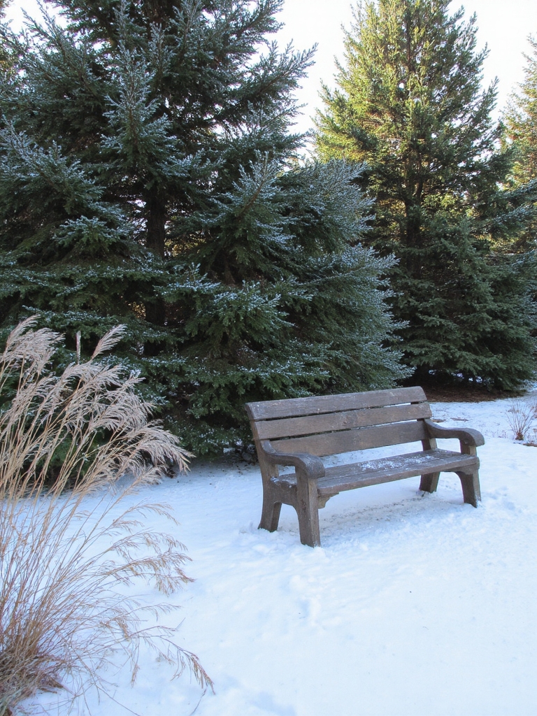 brise-vent conifères pour jardins