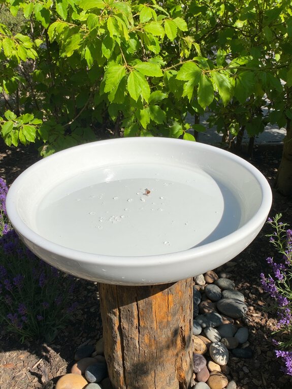 bassine d'oiseaux peu profonde oasis de jardin