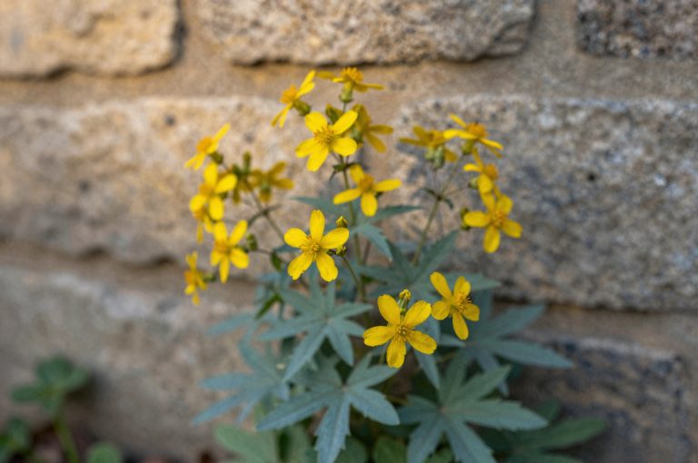 Chélidoine et verrues : comment utiliser la « plante à verrue » sans danger