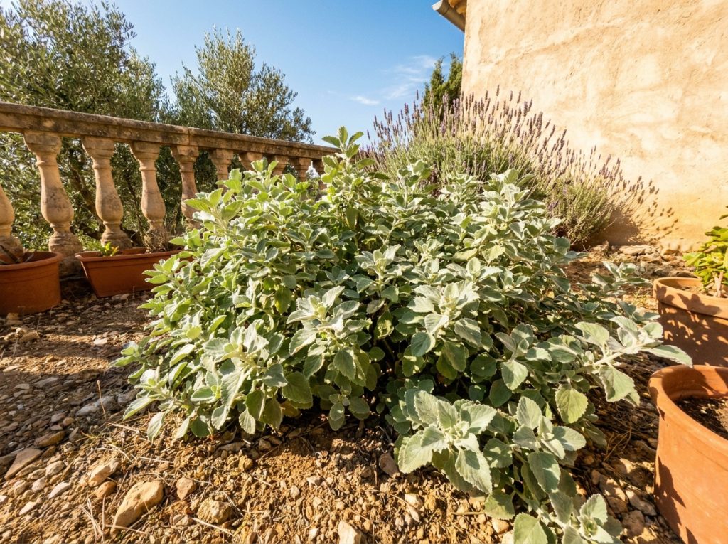 Plante doliprane cultivée en plein soleil au jardin