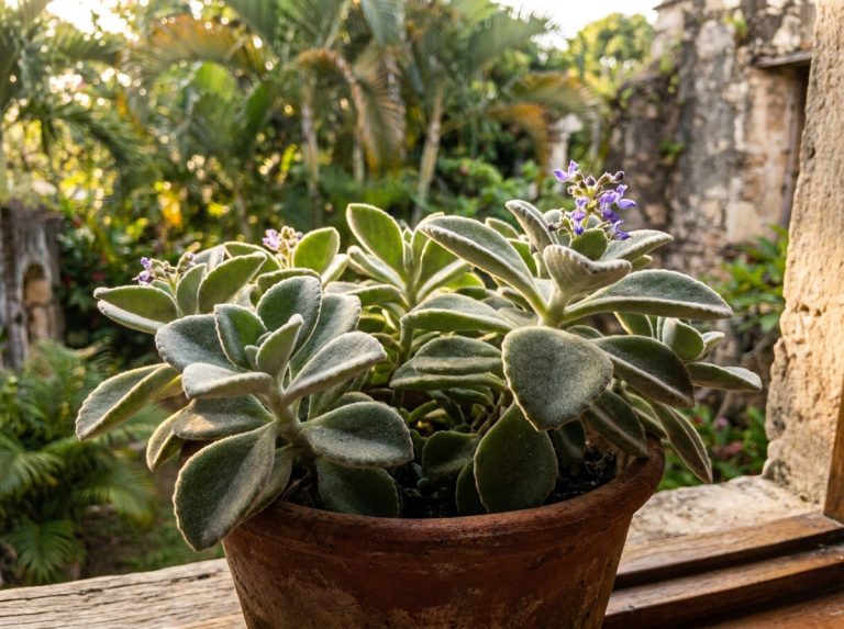 Comment consommer la plante « doliprane » ? Le guide simple et prudent