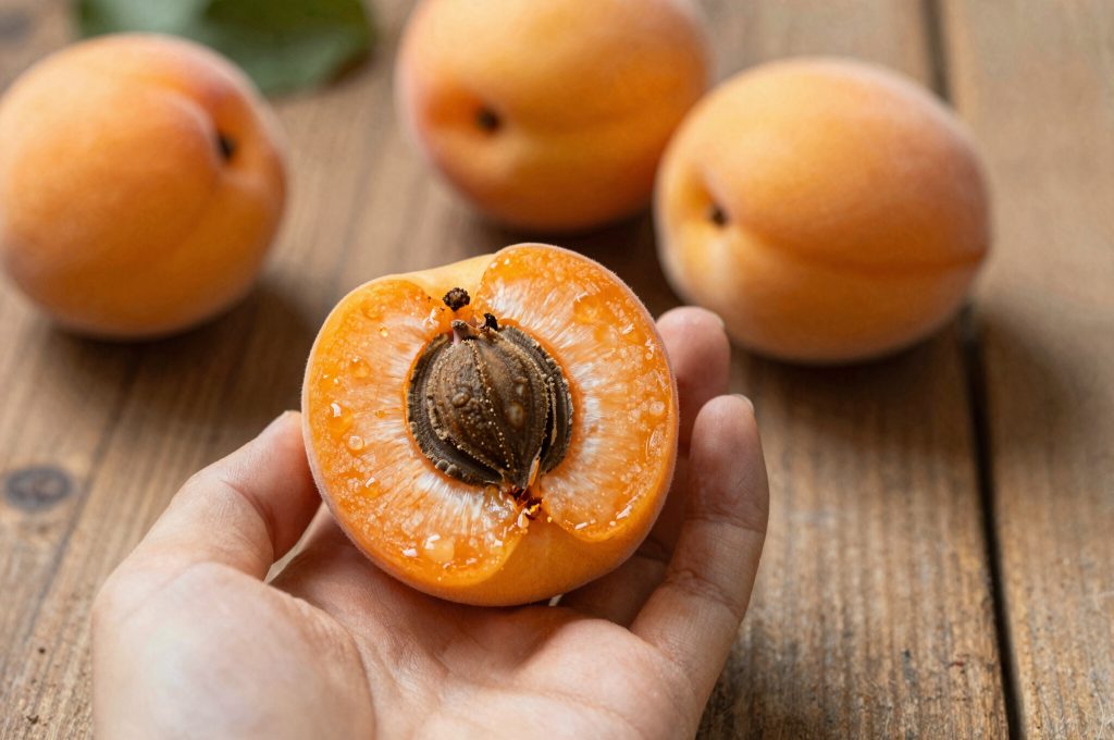 Noyau d'abricot tenu dans la main à côté d'un abricot mûr, prêt à être planté