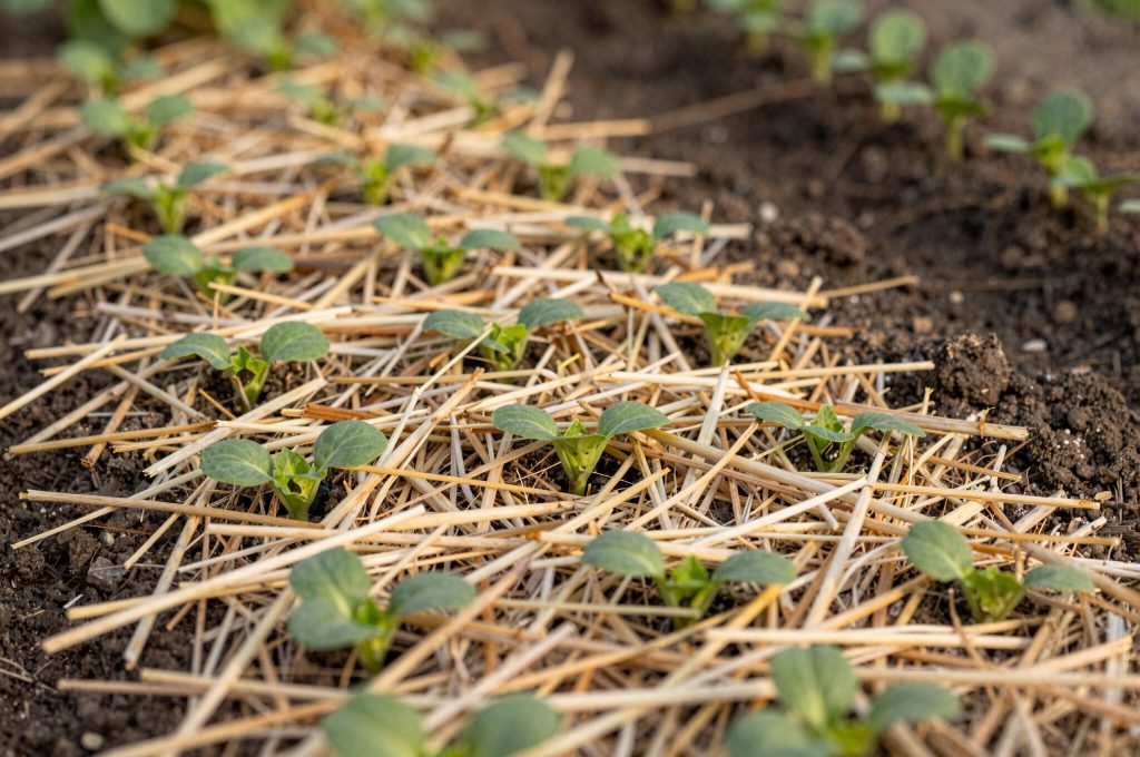 Potager paillé avec une épaisse couche de paille autour des jeunes plants