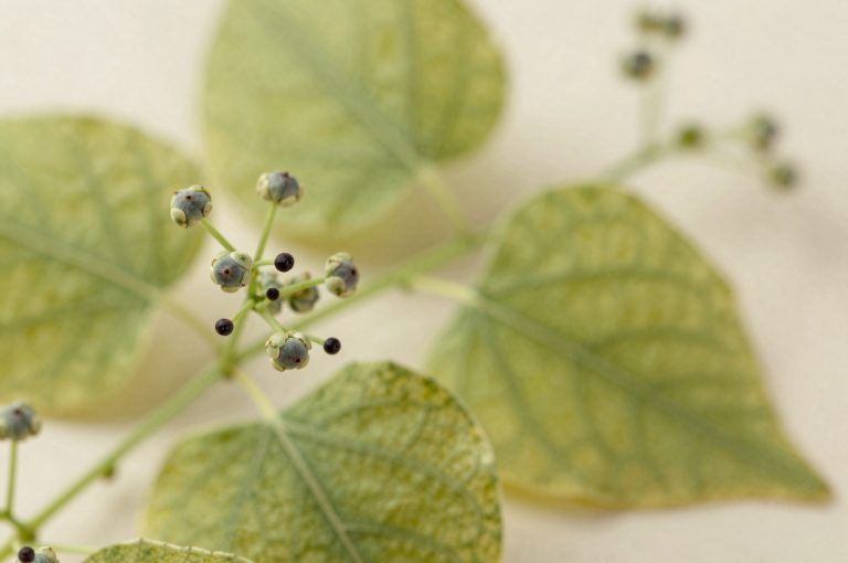 Quand récolter le tilleul pour une tisane parfumée ?